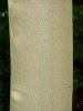 $6089d1192809819-bilderkennungs-software-esche-stamm-gr.jpg