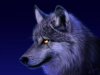 $Injured_Wolf.jpg