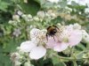 $BroombeerblÃ¼te Hummel-NektarrÃ¤uber.jpg