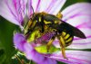 $waspflower 006.jpg