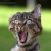 $Katze.jpg