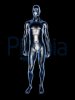 $spectral_1041497.jpg