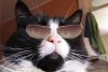 $Katze_mit_Brille.jpg
