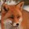 Red Fox
