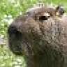 Capybara