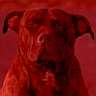 REDDOG