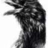 black_bird_1990