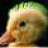 N@vigator
