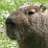 Capybara